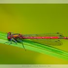 Rote Libelle