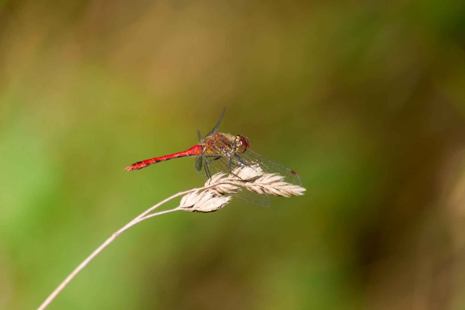 Rote Libelle