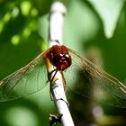 rote Libelle