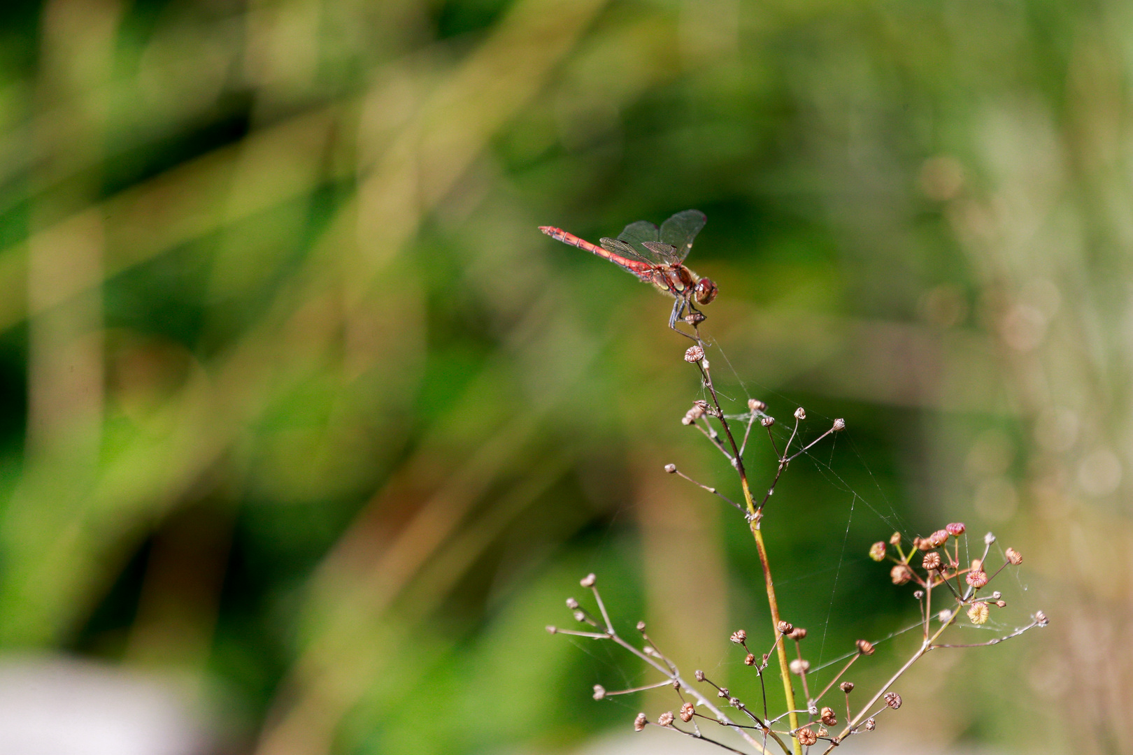 rote Libelle 