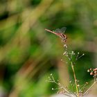 rote Libelle 