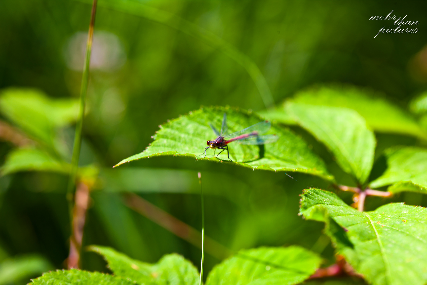 Rote Libelle