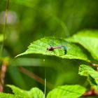 Rote Libelle