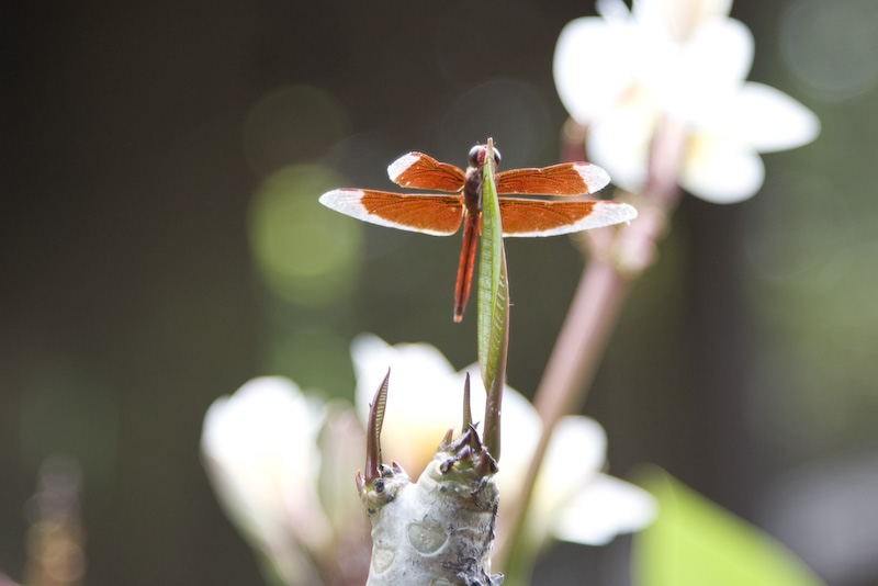 rote Libelle