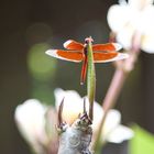 rote Libelle