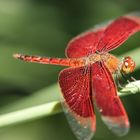 Rote Libelle