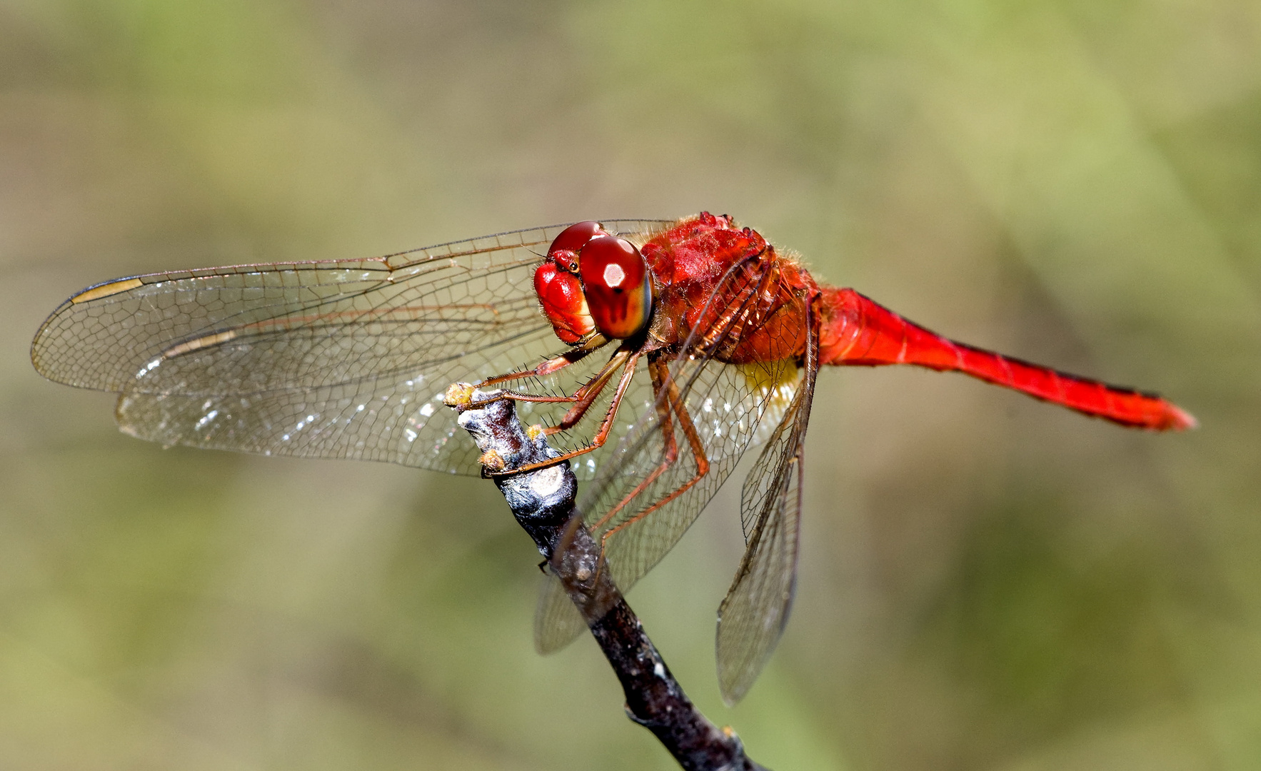 Rote Libelle