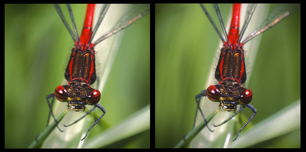 Rote Libelle