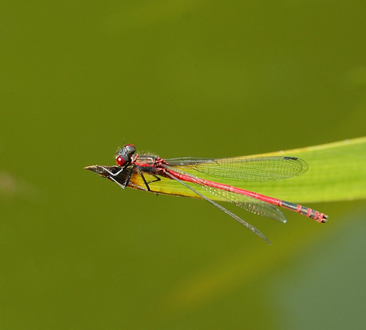 Rote Libelle