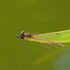 Rote Libelle