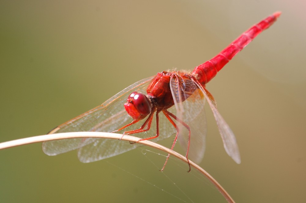 Rote Libelle