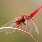 Rote Libelle