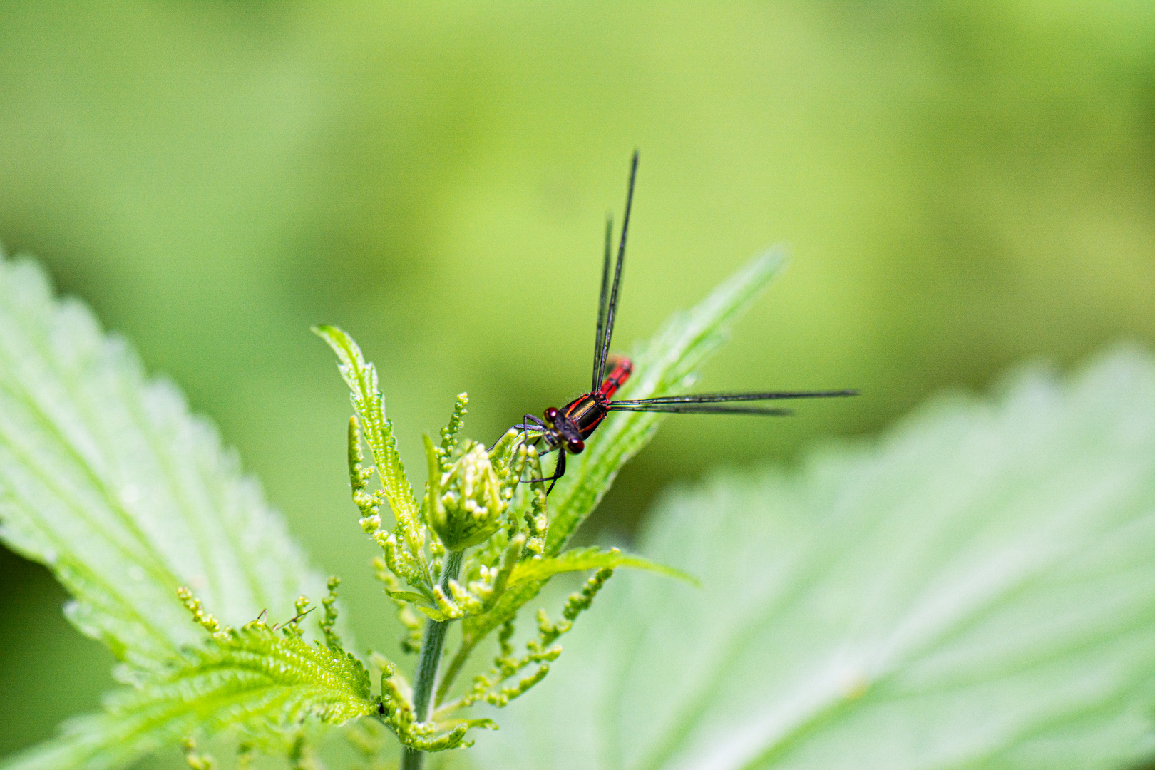 Rote Libelle