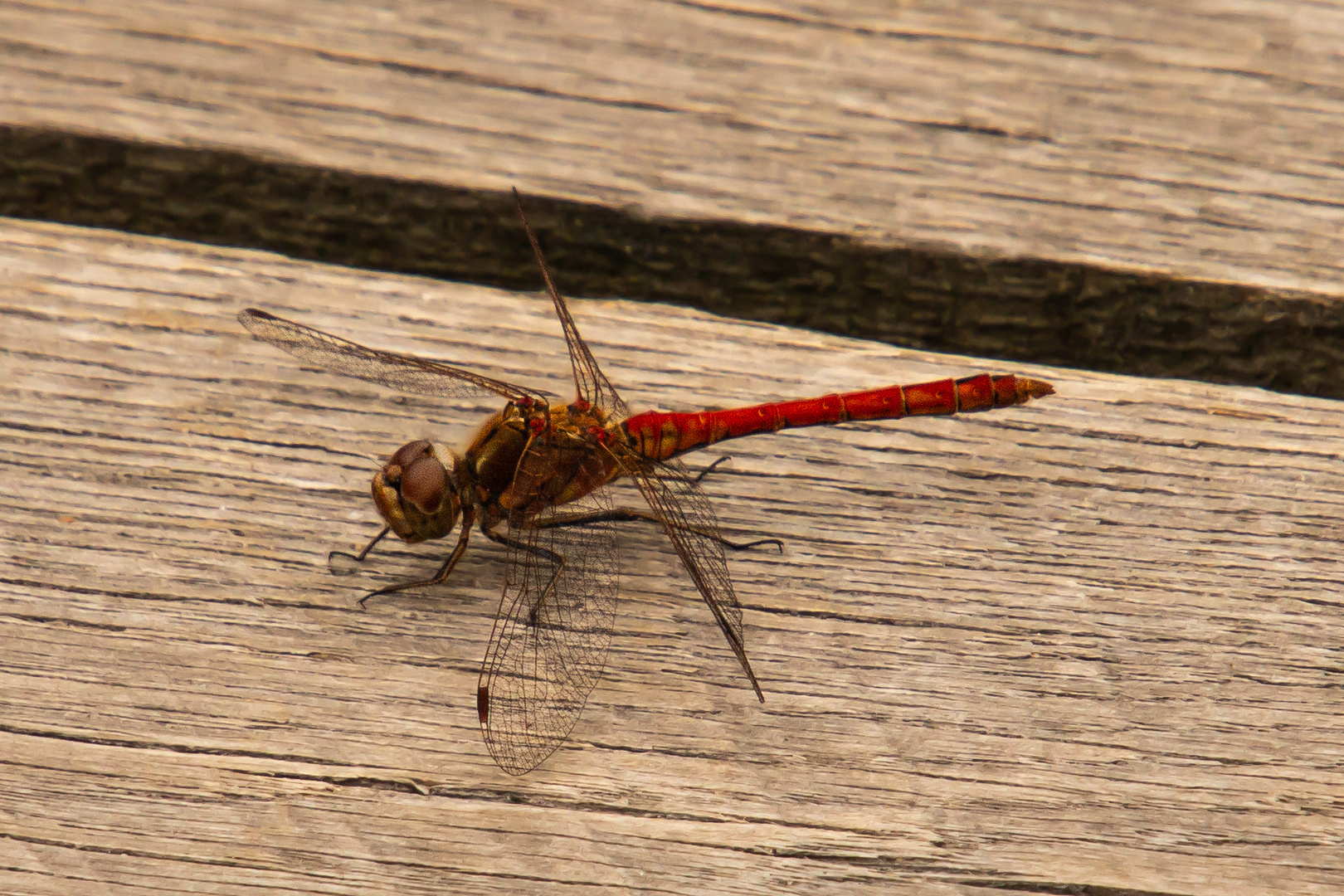 rote Libelle