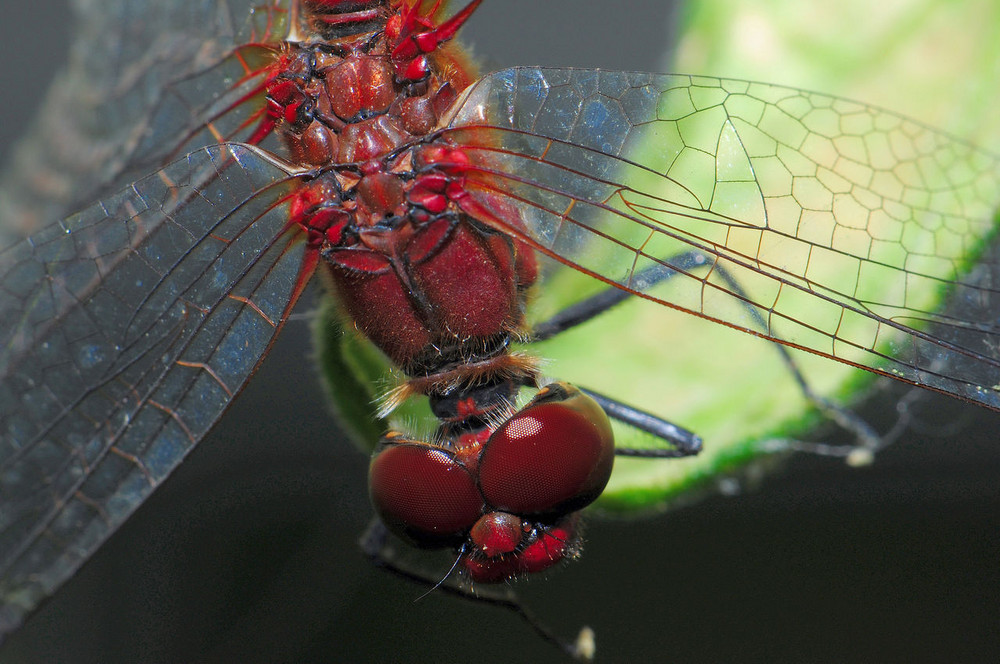 Rote Libelle