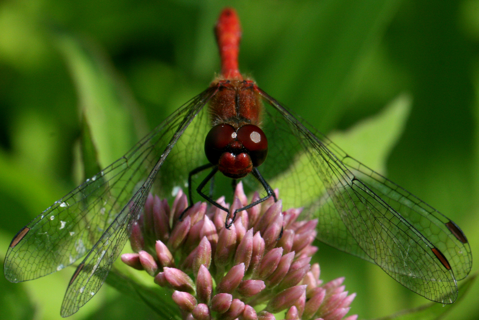 rote Libelle