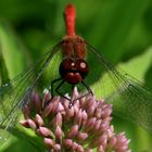 rote Libelle