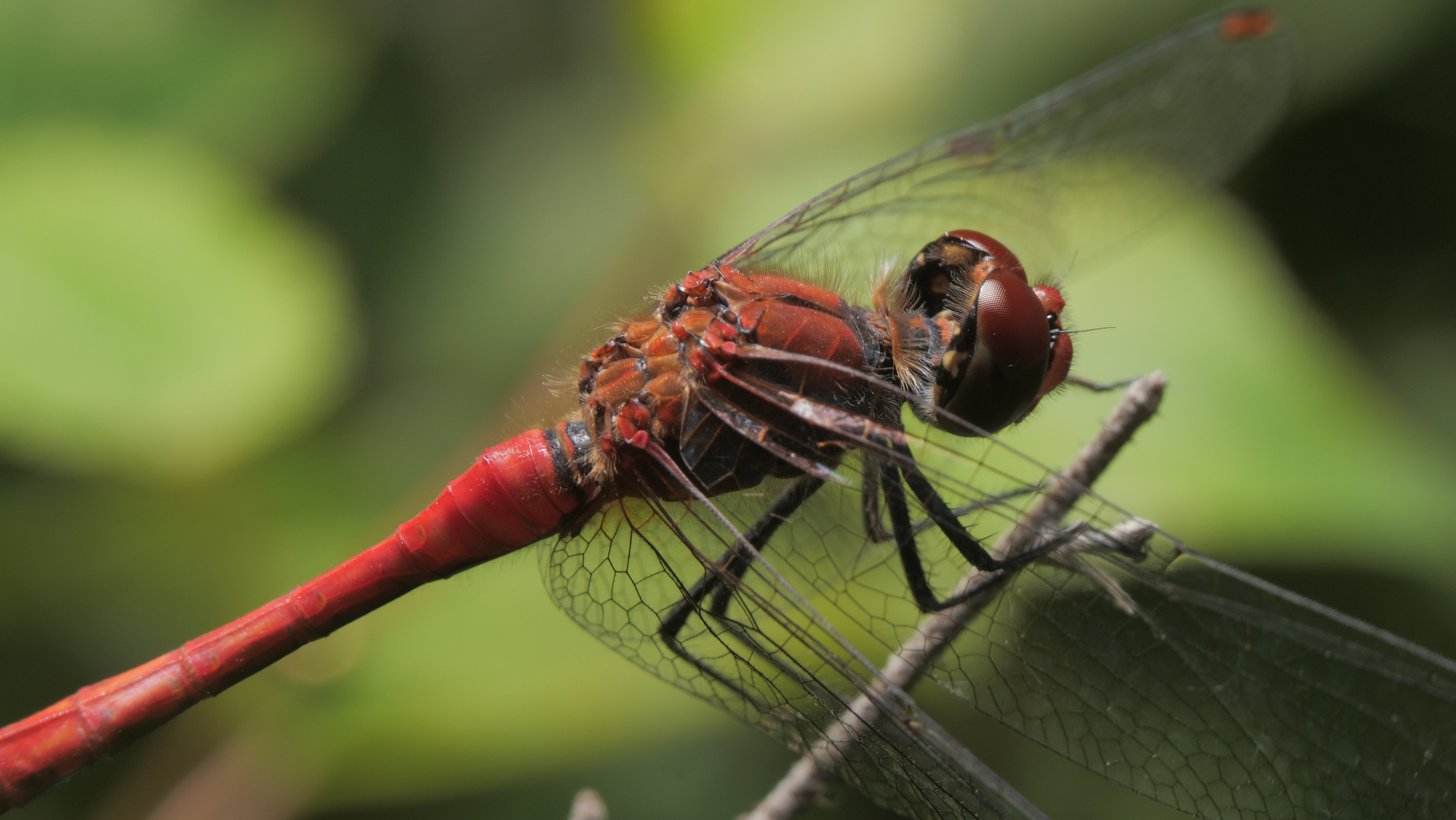 Rote Libelle