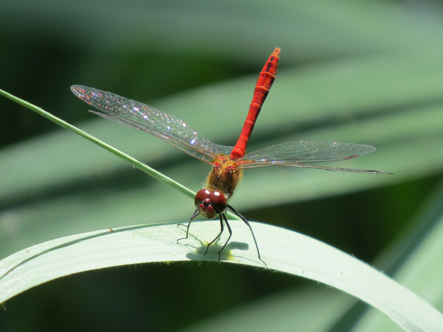 Rote Libelle