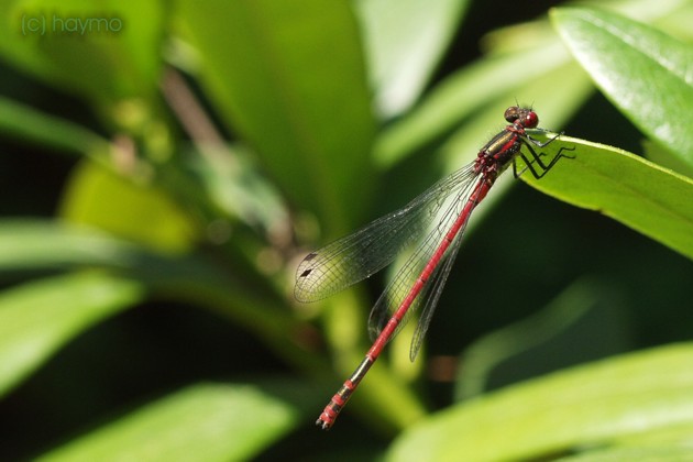 Rote Libelle