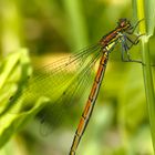 Rote Libelle