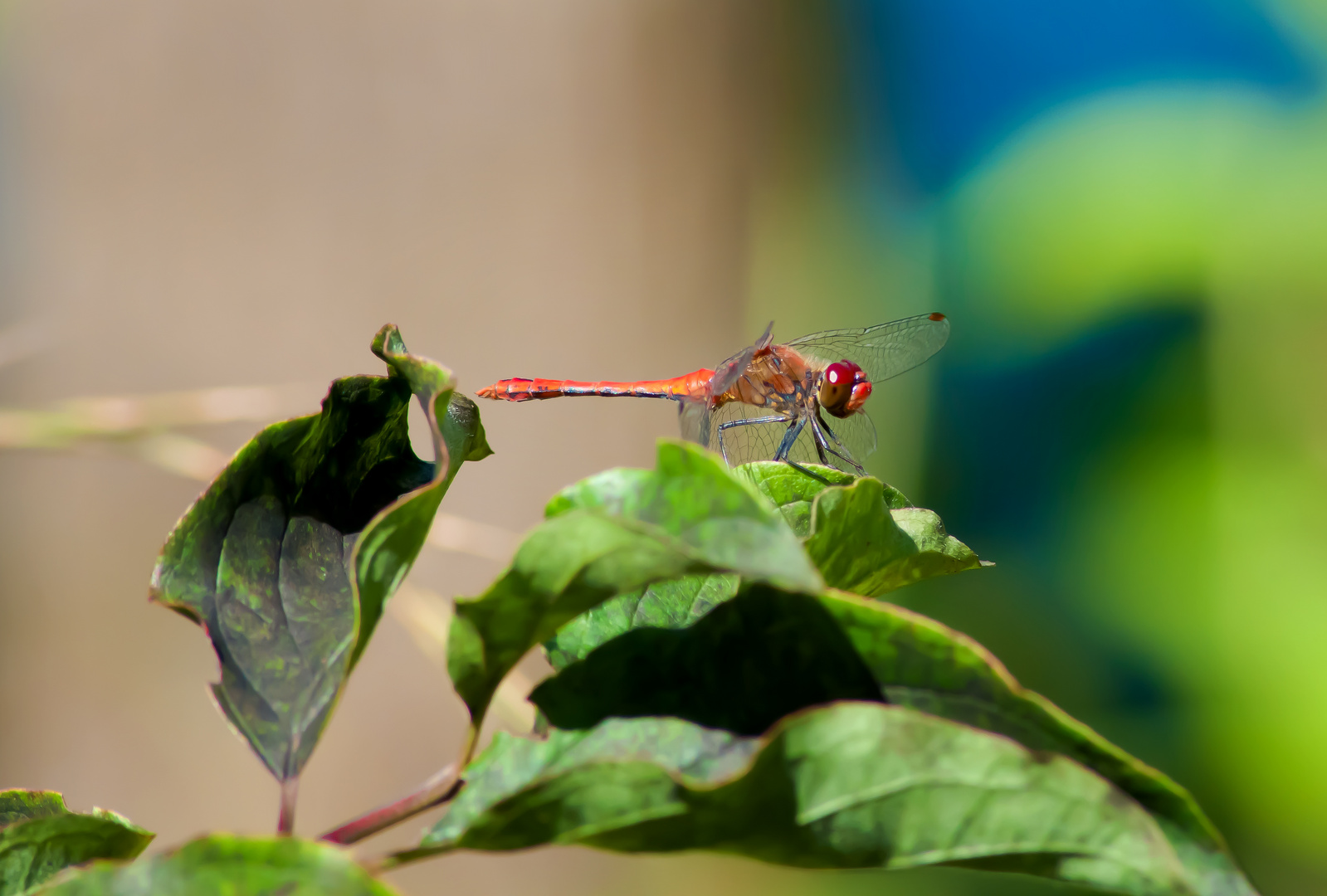 Rote Libelle