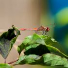 Rote Libelle