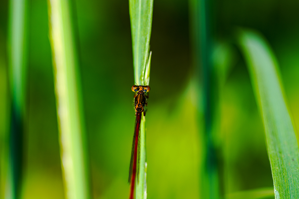 Rote Libelle