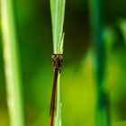 Rote Libelle