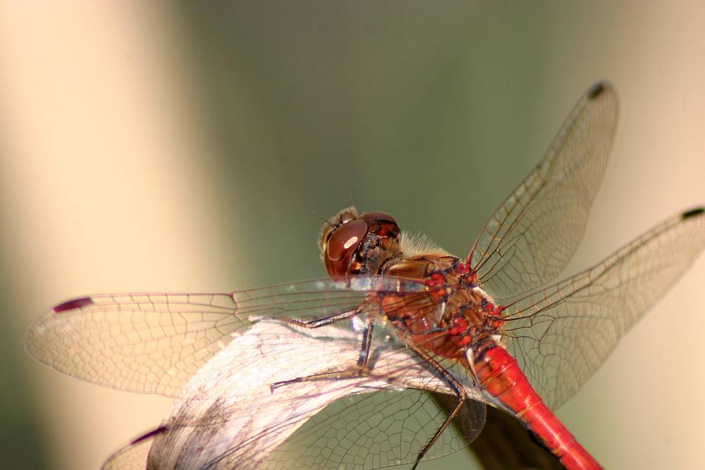 rote Libelle (gemeine Heidelibelle)