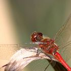 rote Libelle (gemeine Heidelibelle)