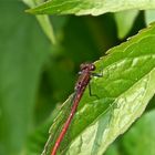 Rote Libelle - Holtmühle in Wegberg