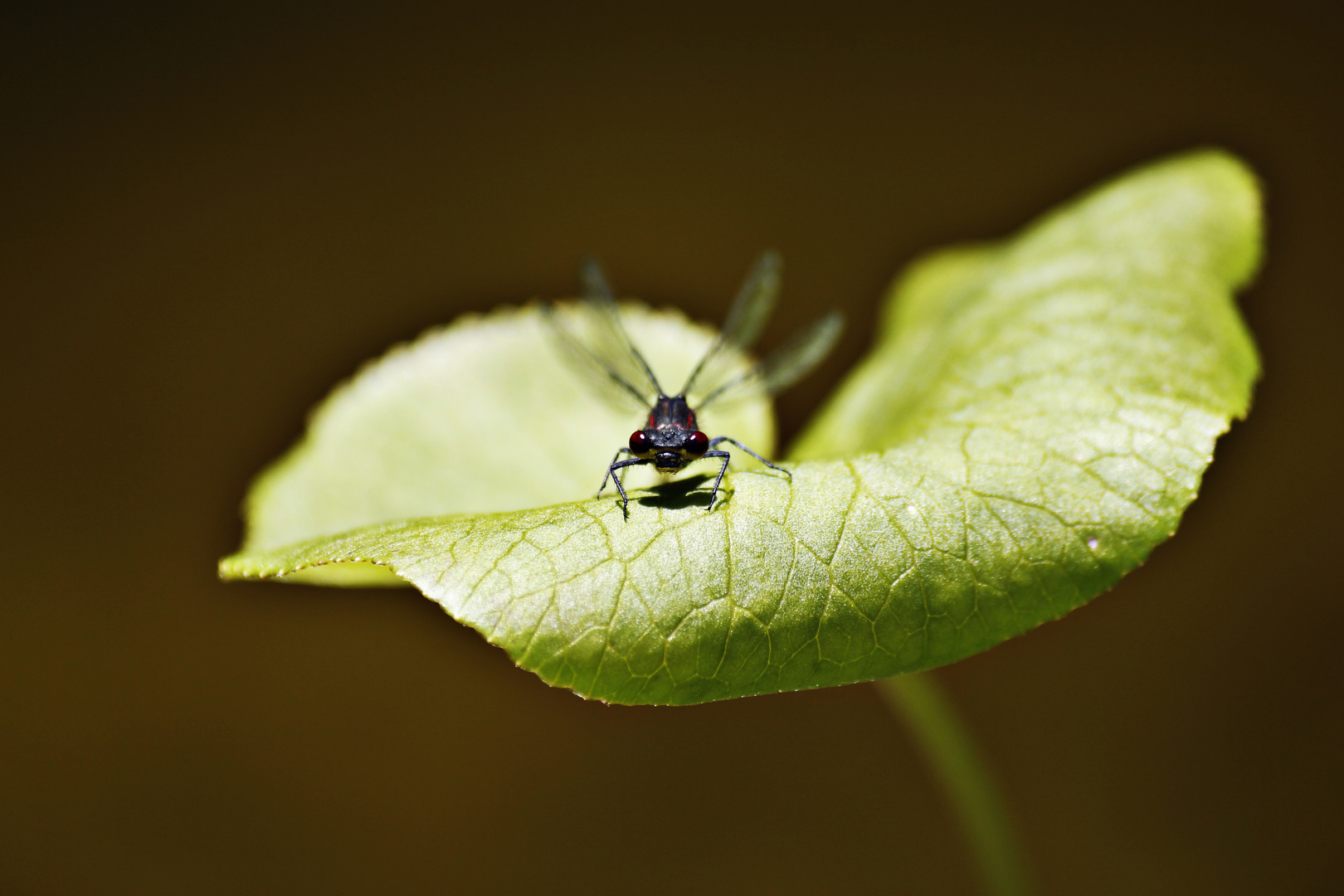 Rote Libelle (II)