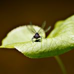 Rote Libelle (II)