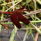 Rote Libelle im Bako Nationalpark