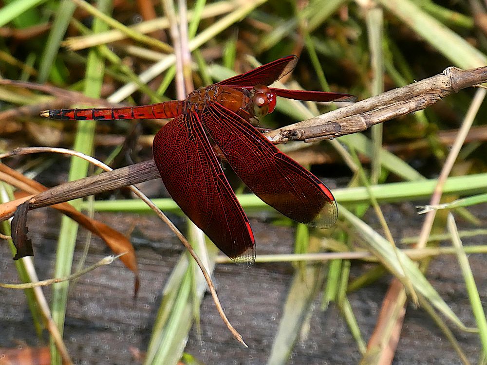 Rote Libelle im Bako Nationalpark