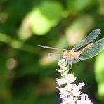 Rote Libelle im NSG Haff Réimech