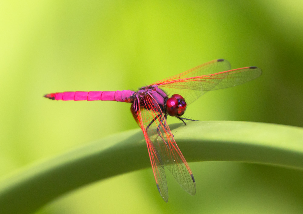 rote Libelle in Singapur