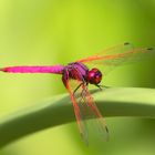 rote Libelle in Singapur