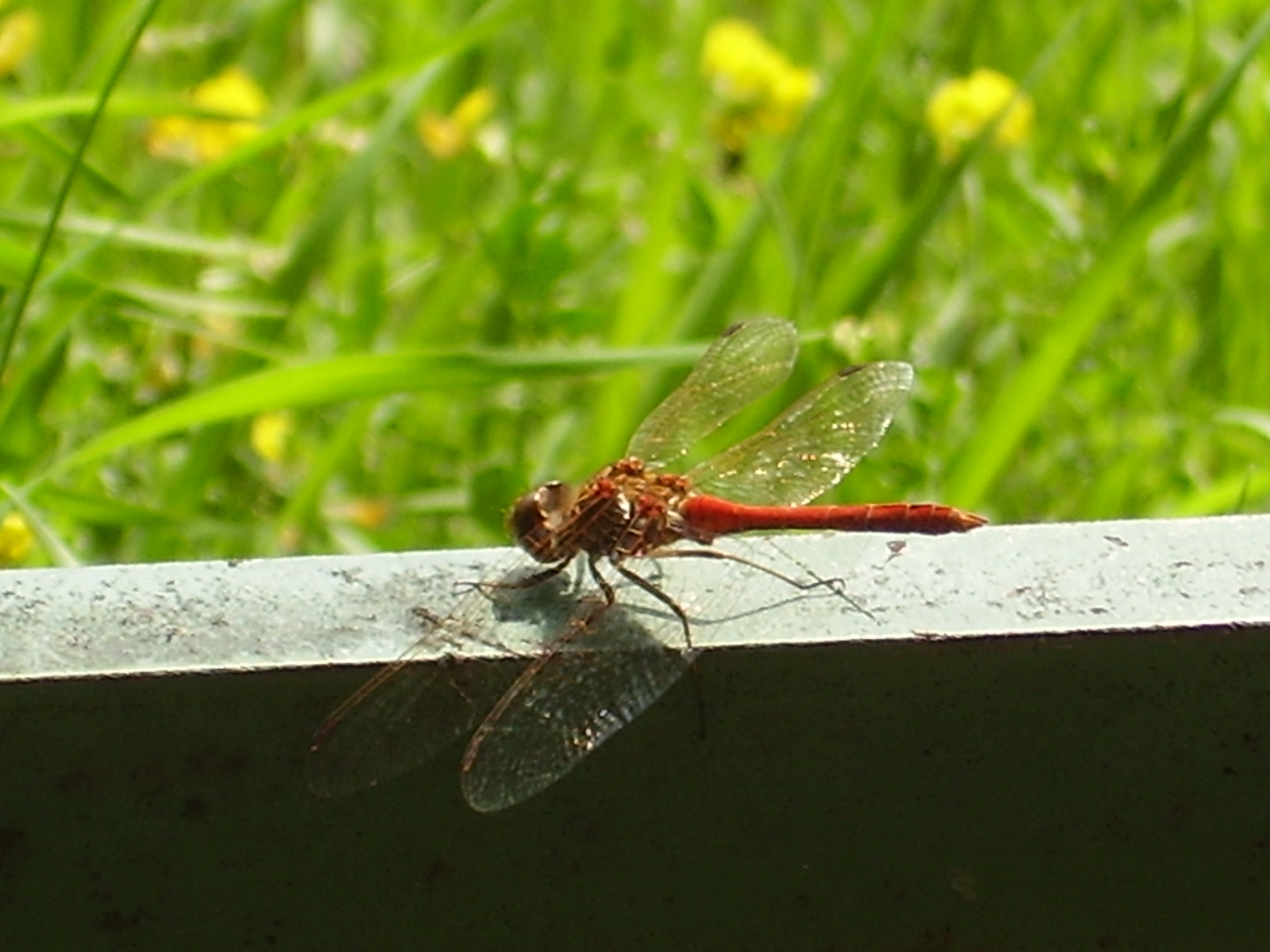 Rote Libelle / Red Dragonfly