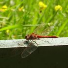 Rote Libelle / Red Dragonfly