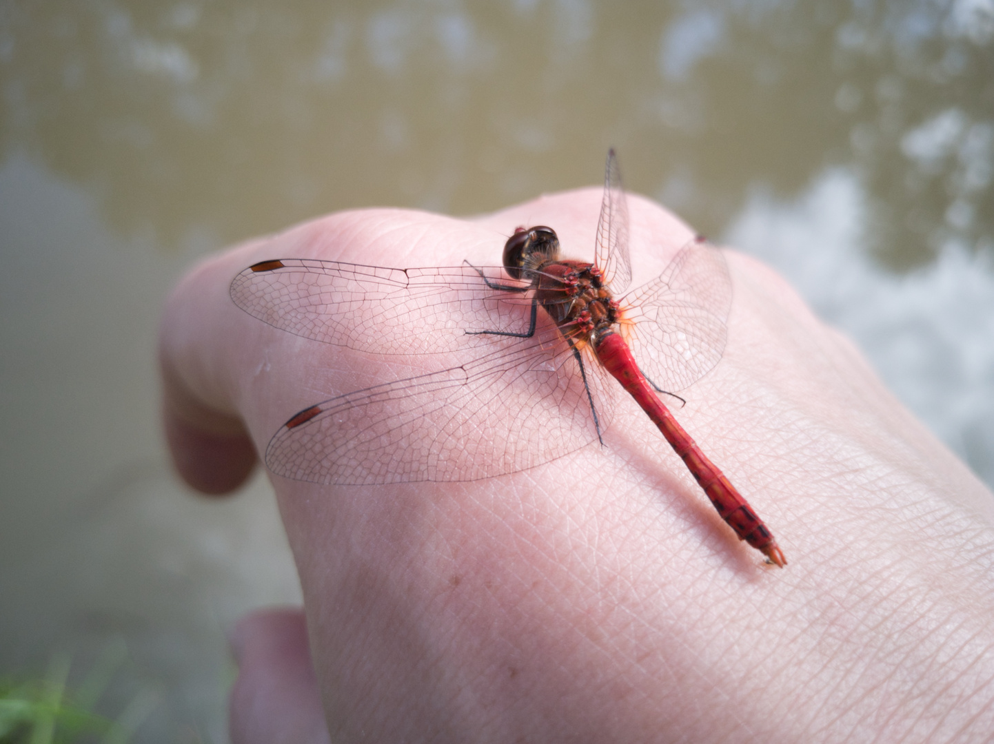 Rote Libelle sonnt sich auf meiner Hand