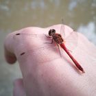 Rote Libelle sonnt sich auf meiner Hand