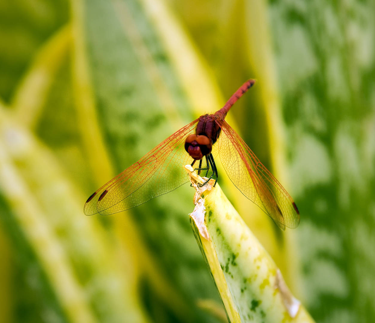 Rote Libelle2