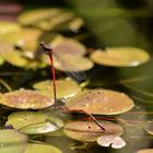 Rote Libellen auf Seerose