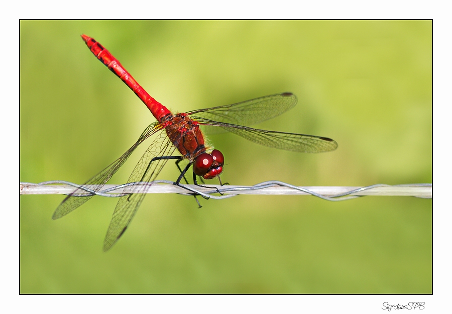 Rote Libelle....Soma Christi