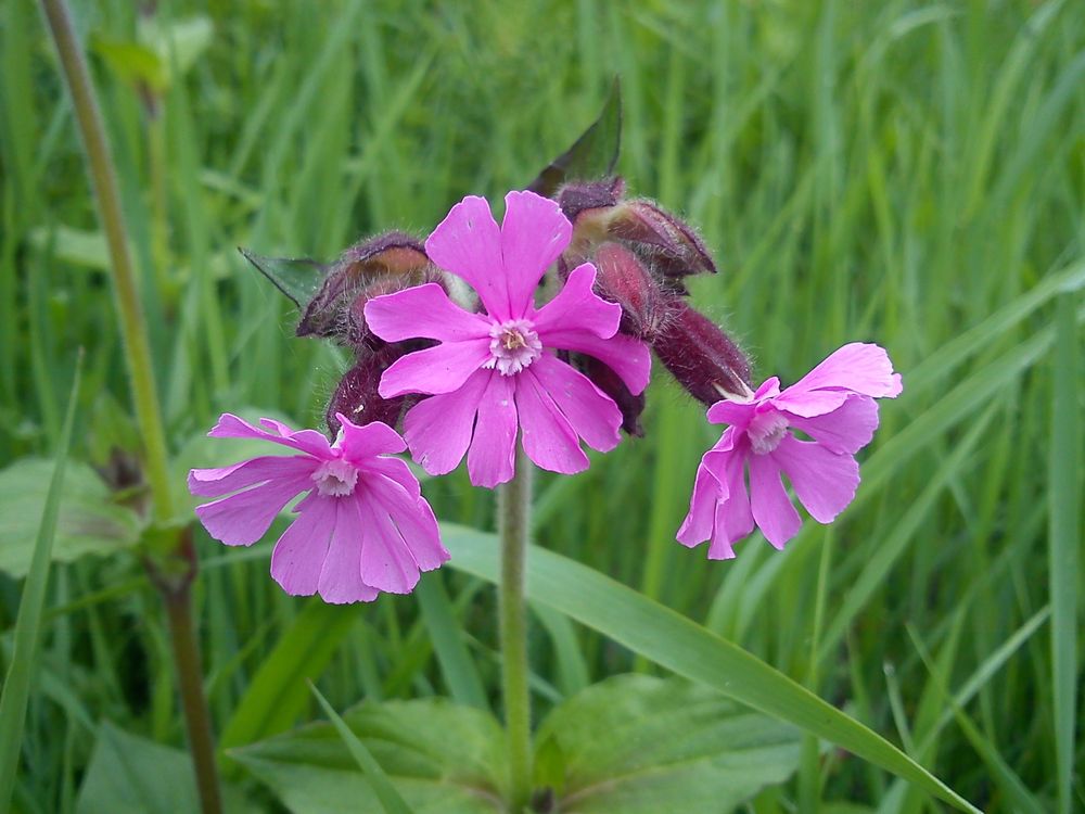 Rote Lichtnelke