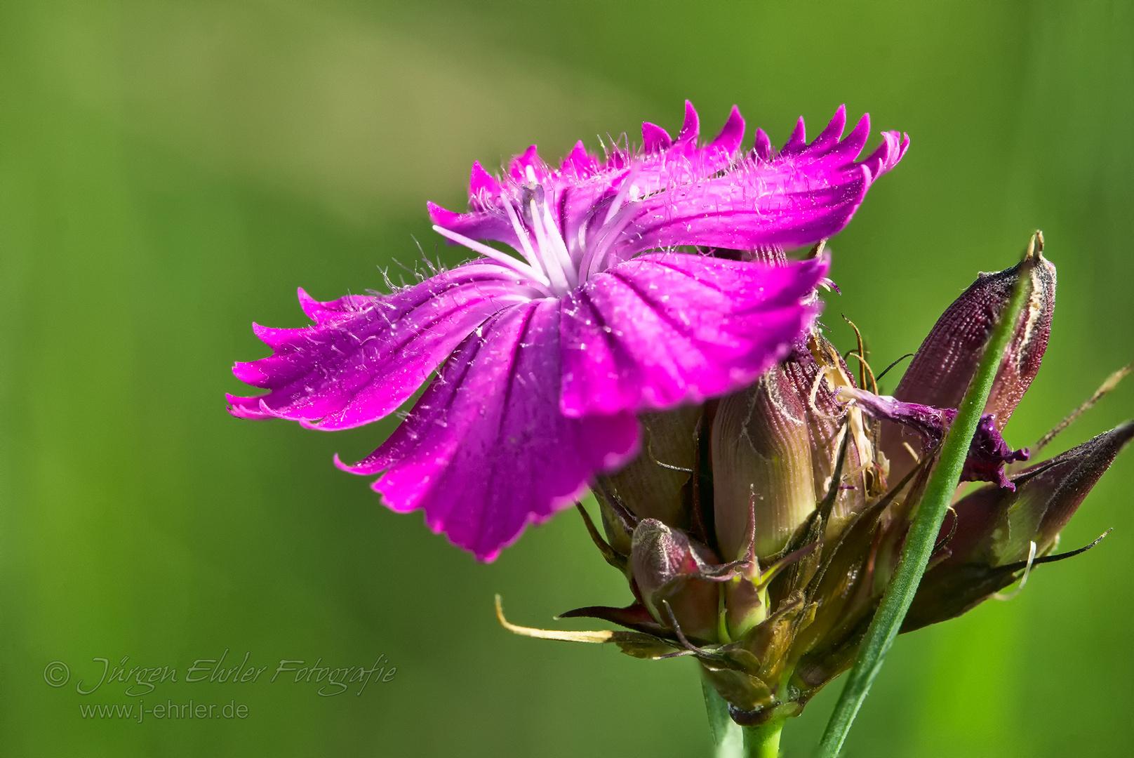 Rote Lichtnelke