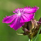 Rote Lichtnelke