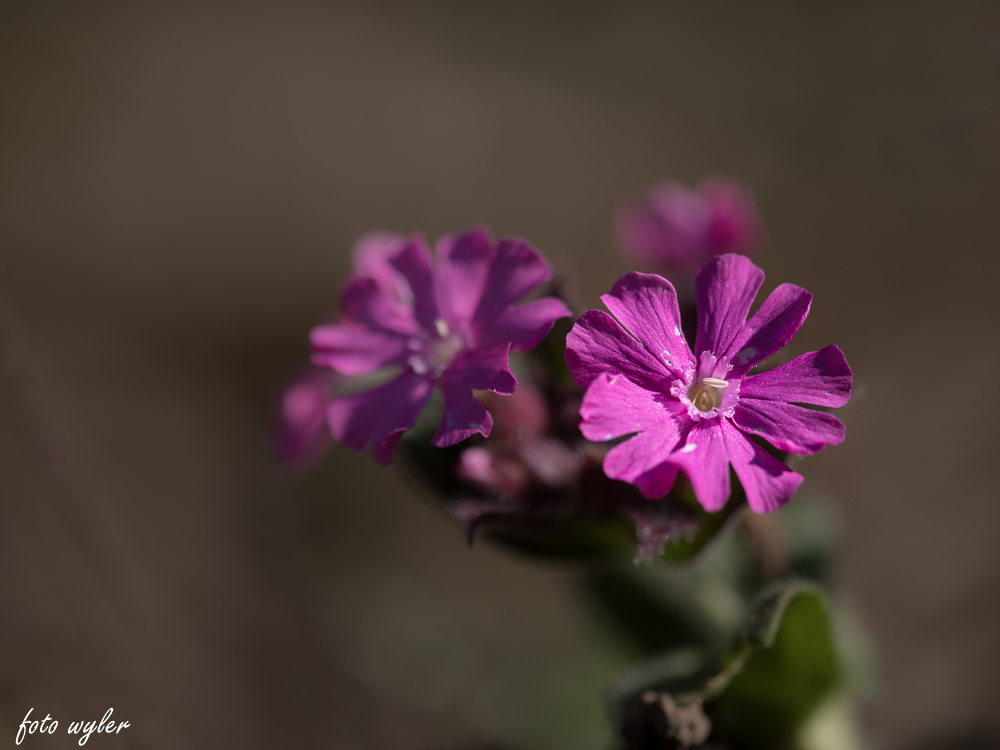 Rote Lichtnelke